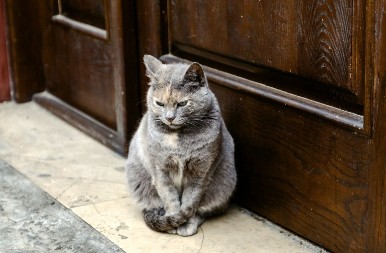 Mačka vam je sela pred vrata? To nije slučajno, evo kakvu poruku vam donosi