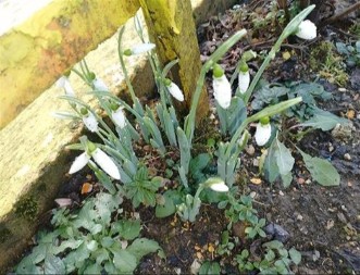 Videli ste visibabe u bašti? Evo šta njihovo rano cvetanje govori o proleću i letu koje dolazi