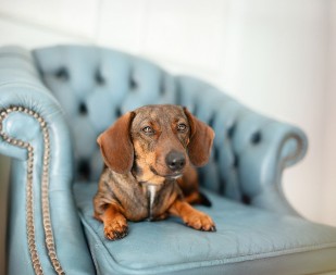 VAŠ LJUBIMAC SE STALNO ČEŠE? Da li znate da i PSI mogu da imaju alergije