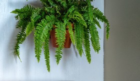 PRIRODNO REŠENJE SPREČAVA PROBLEM BUĐI Unesite ove četiri sobne biljke u vaš dom i spasićete se velike muke