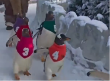 TRKA PINGVINA ZALUDELA INTERNET Snimak je obišao planetu - svi samo komentarišu takmičara pod brojem 5 