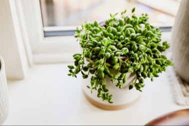 Kutak kuće koji je magnet za novac: Biljke postavite tamo!