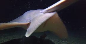 ŠTA JE OVO NA DNU MORA? Podvodni snimatelj zapanjen: "Nikad nisam video ništa slično"