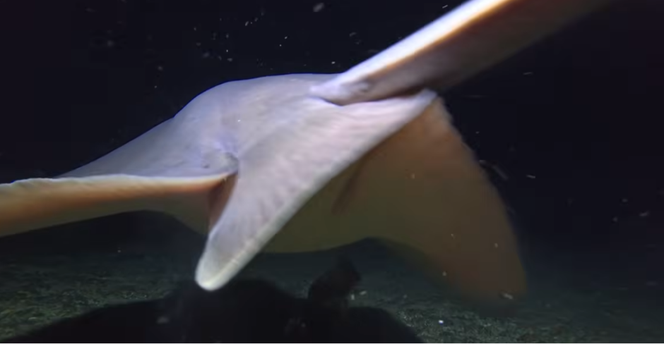 ŠTA JE OVO NA DNU MORA? Podvodni snimatelj zapanjen: "Nikad nisam video ništa slično"