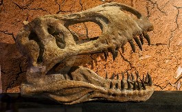 INTERNET JE EKSPLODIRAO KADA SU OBJAVLJENE OVE FOTKE Ljudi gledaju fosil star 95 miliona godina i trljaju oči u neverici:"To je prvi ZMAJ na planeti"