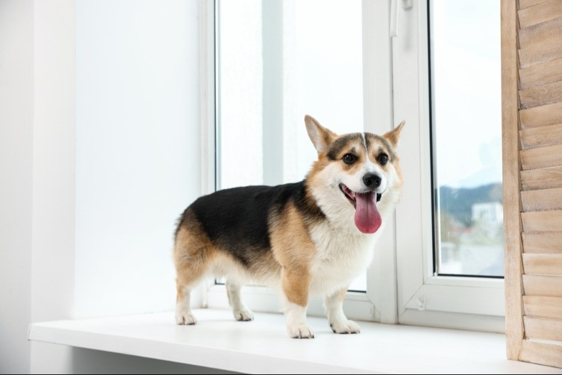 RAZNEŽIĆETE SE Ovo je razlog zbog kog vas pas stalno prati u kupatilo