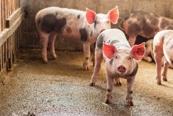 Šta se dešava na stočnim pijacama širom Srbije - pale cene prasića