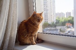 KAKO SE MAČKE NAVIKAVAJU NA ŽIVOT U MALOM STANU? Veterinar otkriva: "Ove 4 stvari pokazuju da se mačka ne oseća prijatno"