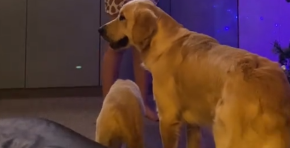 DRAMATIČNA REAKCIJA ZLATNIH RETRIVERA NASMEJALA LJUDE NA MREŽAMA Pogledajte kako reaguju na trombon - video je hit 