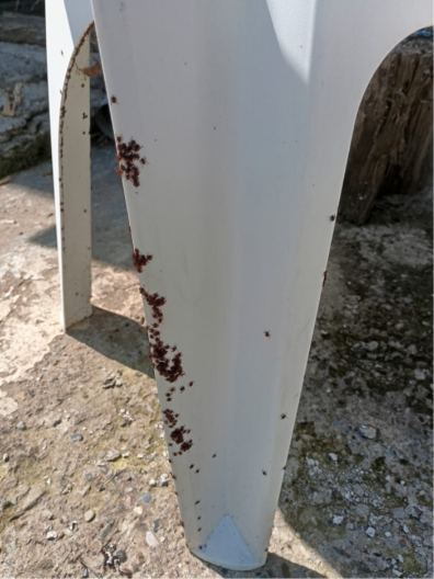 Krpelji već haraju Srbijom? Lekari: "Ovo je ono što nas najviše brine"