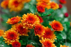 Kako u februaru pripremiti htizanteme da bi cvetale tokom cele godine: 6 ključnih koraka