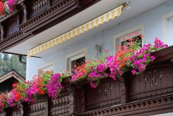 Muškatle više nisu prvi izbor: Ovo je novo "kraljevsko" cveće koje se najviše traži!