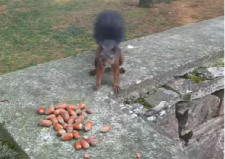 OVA PREDIVNA BIĆA SU KOD VRŠCA URADILA NEŠTO ZA ŠTA BI SRBIJA DALA MILIONE Meštani su oduševljeni