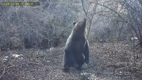 DANAS JE OSVANUO JASAN PREDZNAK, SVI ZNAJU ŠTA OVO ZNAČI: Vidite šta radi medvedi na Tari, sada više nema dileme (VIDEO)