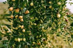 Egzotična voćka u srcu Srbije, kg do 1.200 dinara - Radiša uzgaja vitaminsku biljku