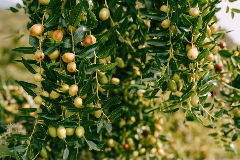 Egzotična voćka u srcu Srbije, kg do 1.200 dinara - Radiša uzgaja vitaminsku biljku