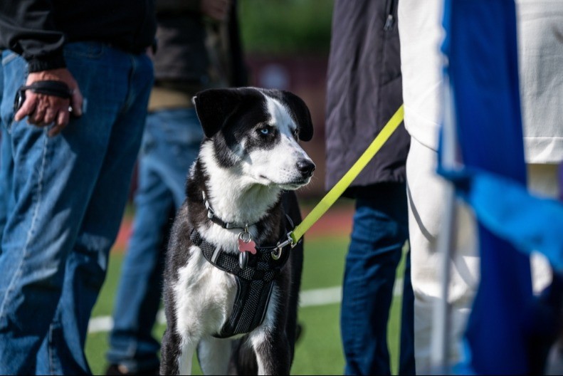 NE PRILAZITE MU Ako vidite psa sa ŽUTIM povocem ili trakom, zaobiđite ga - evo i zbog čega