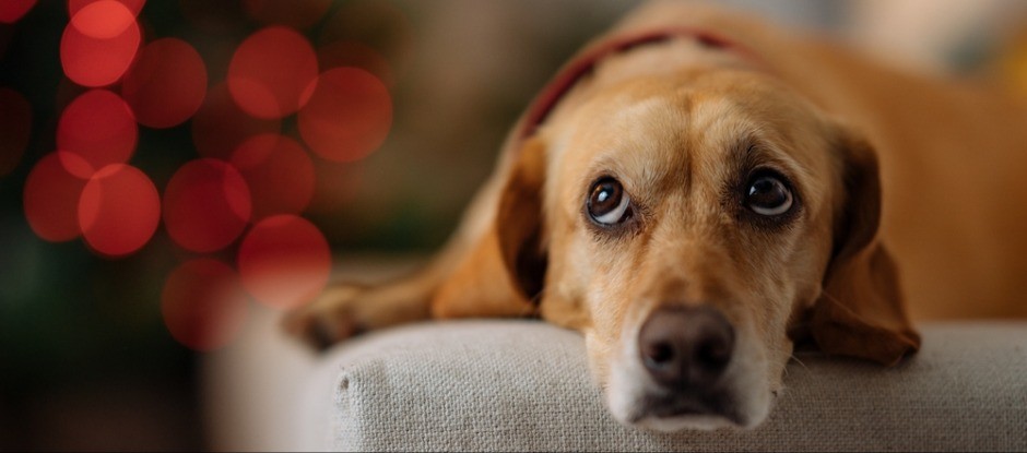 OVE SIMPTOME VLASNICI ČESTO IGNORIŠU Evo kako da prepoznate da vam je pas ANKSIOZAN