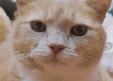 DA LI JE OVO NAJSTARIJI MAČAK NA SVETU? Zvanično ima 31 godinu, ''iskoristio'' svih 9 života - svet u šoku! (VIDEO)