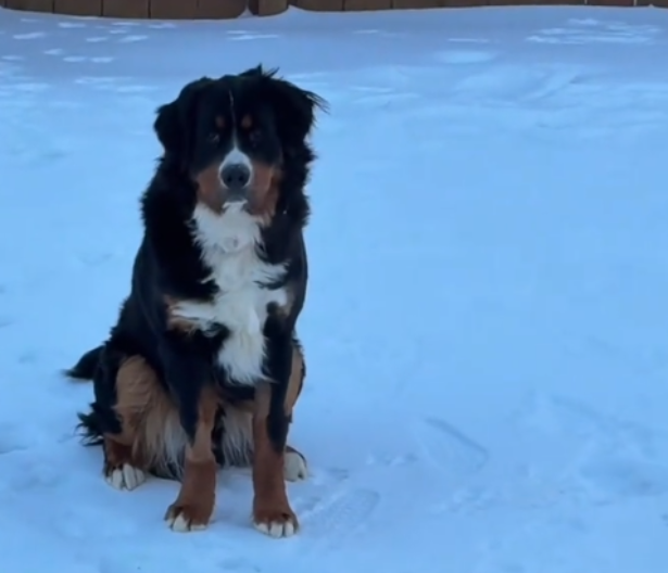 KADA IZAĐE NA SNEG, NEMA ŠANSE DA SE VRATI U KUĆU Vlasnica nabrojala i njegove druge mane - video je hit 
