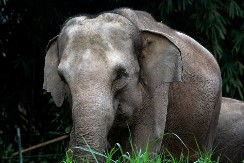 RAZJARENA GRDOSIJA USMRTILA TURISTU U NACIONALNOM PARKU Agresivnom slonu niko ne može da stane na put - ovo mu je treća žrtva