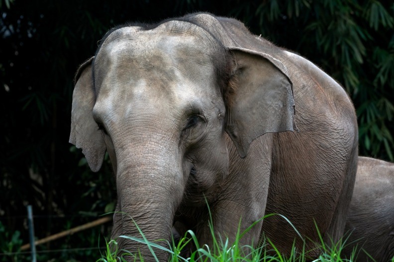 RAZJARENA GRDOSIJA USMRTILA TURISTU U NACIONALNOM PARKU Agresivnom slonu niko ne može da stane na put - ovo mu je treća žrtva
