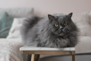 ''IMA IZRAZ LICA KAO PONEDELJAK'' Persijska mačka Bel nasmejala milione – morate je videti!