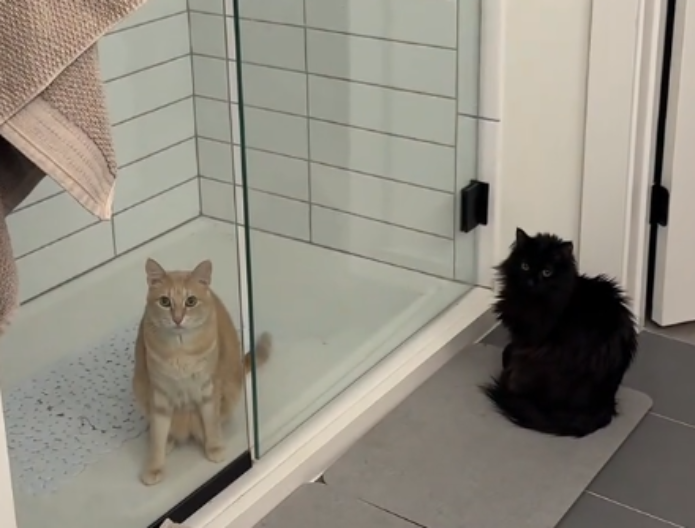 PRIMETILA JE DA SU MAČKE NEUOBIČAJENO TIHE Kad ih je potražila imala je šta da vidi - video je hit