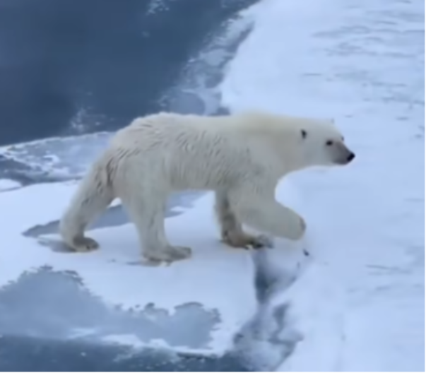 POLARNI MEDVEDI INSTINKTIVNO ZNAJU KAKO DA PRELAZE TANAK LED Pogledajte, ovo je neverovatno