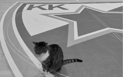 OBJAVLJENE TUŽNE VESTI Preminula mačka Ljubica, simbol Pionira