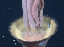 NI SUNĐER BOB JE NE BI UHVATIO! Snimljena gigantska fantomska meduza (VIDEO)