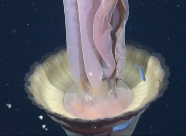 NI SUNĐER BOB JE NE BI UHVATIO! Snimljena gigantska fantomska meduza (VIDEO)