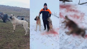 Zarastaju rane junačke, pas sa Peštera uspešno se oporavlja nakon što je savladao vuka