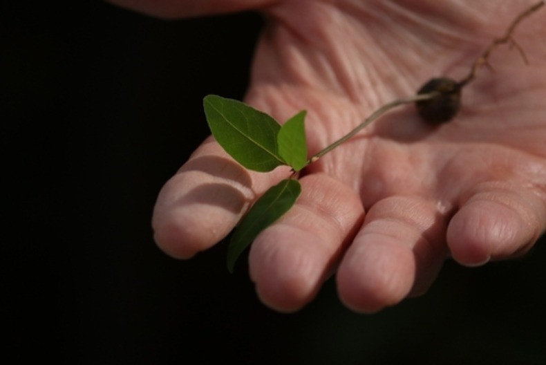 Zašto lovor treba da stavite ispod jastuka pre spavanja