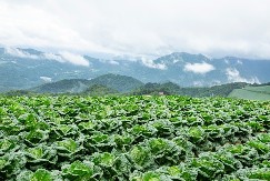 Dobro podnosi hladnoću, čak i velike minuse - kilo ovog povrća košta oko 220 dinara