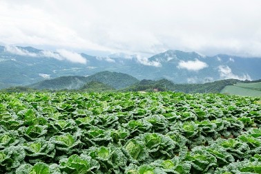 Dobro podnosi hladnoću, čak i velike minuse - kilo ovog povrća košta oko 220 dinara