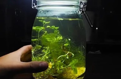 BIZARAN EKSPERIMENT ŠOKIRAO MREŽE Napunio teglu vodom iz kanalizacije, ono što je izraslo je ODVRATNO! 