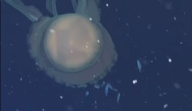 MONSTRUM IZ DUBOKOG MORA! Kamera snimila jezivo stvorenje – veliko je kao AUTOBUS! (VIDEO)