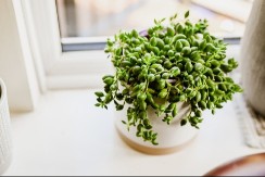 Biljka koja tera nesreću: Lako se održava, a morate je imati