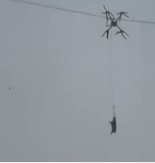 SVINJA OSTAVILA SELO BEZ STRUJE Meštani trljali oči u neverici kad su je videli kako visi sa dalekovoda 