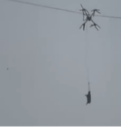 SVINJA OSTAVILA SELO BEZ STRUJE Meštani trljali oči u neverici kad su je videli kako visi sa dalekovoda 