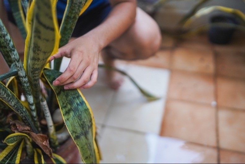 Više od ukrasa  - biljka koja je korisna za zdravlje, ali treba pripaziti