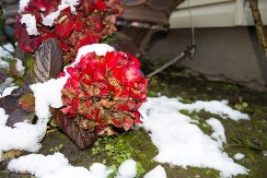 Ova tri cveta zasadite u februaru i na proleće ćete imati baštu punu mirisa i boja: Idealni su i za terase