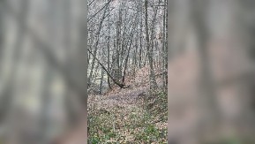 Lovci tokom potrage za divljom svinjom snimili igru srna u šumi