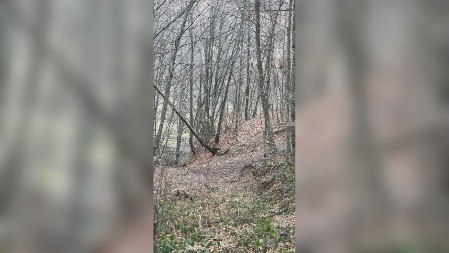 Lovci tokom potrage za divljom svinjom snimili igru srna u šumi