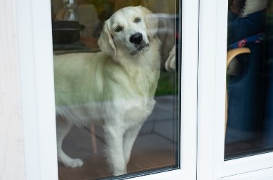 RETRIVER SE BAŠ NAMUČIO SA STAKLENIM VRATIMA Ljudi plaču od smeha - video je hit