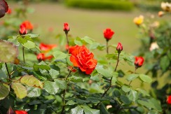 UZ MALO TRUDA U FEBRUARU, RUŽE ĆE BUJATI U MAJU I JUNU Iskusni baštovan savetuje:"Dovoljno je da uradite JEDNU stvar"