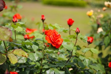 UZ MALO TRUDA U FEBRUARU, RUŽE ĆE BUJATI U MAJU I JUNU Iskusni baštovan savetuje:"Dovoljno je da uradite JEDNU stvar"