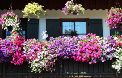 Raskošno cveće koje cveta mesecima: Kupite ga sada, imaćete najlepšu terasu sve do jeseni!
