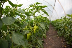 Najlon čarape u bašti, e ovo još niste probali: Paprike zbog njih niču kao lude, budu teške i mesnate